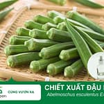 Tác Dụng Làm Đẹp Của Chiết Xuất Đậu Bắp