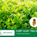 Tác dụng làm đẹp của chiết xuất Trà xanh