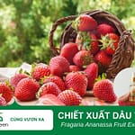 Tác dụng làm đẹp của chiết xuất dâu tây