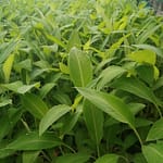 Giống chuối xiêm, chuối sáp, chuối cau và già Nam Mỹ cấy mô 0937392133 Ms.Hằng