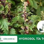 Tác dụng làm đẹp của Hydroxol tía tô