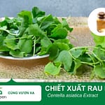 Tác Dụng Làm Đẹp của Chiết Xuất Rau Má