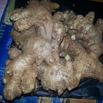 Cung cấp gừng giống cao sản số lượng lớn 0937392133 Ms.Hằng