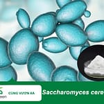 Saccharomyces cerevisiae tăng cường miễn dịch, hỗ trợ tiêu hóa