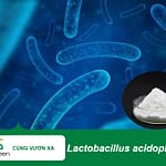 Vai trò của lợi khuẩn Lactobacillus acidophilus trong hỗ trợ và cải thiện hệ tiêu hóa