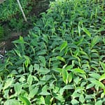 Bán Giống chuối xiêm, chuối sáp và già Nam Mỹ cấy mô 0937392133 Ms.Hằng