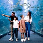 Dubai Aquarium & Underwater Zoo: Ticket Prices, Timings & More