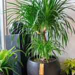 Luxnature – Khi Chậu Cây Trở Thành Tác Phẩm Nghệ Thuật