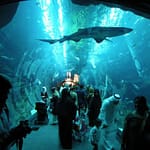 Dubai Aquarium & Underwater Zoo - Dubai Mall