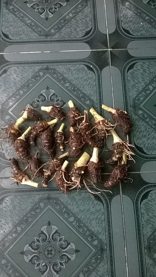 giống khoai môn sáp vàng ()
