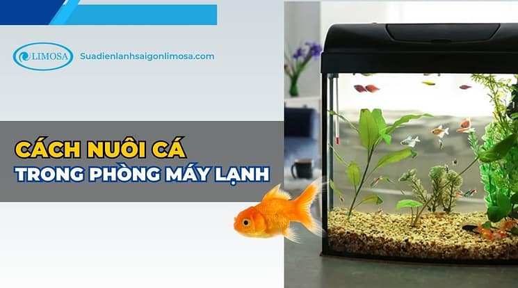 cach nuoi ca trong phong may lanh