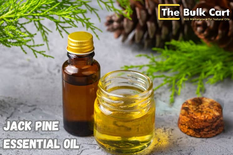 Jack Pine Essential Oil