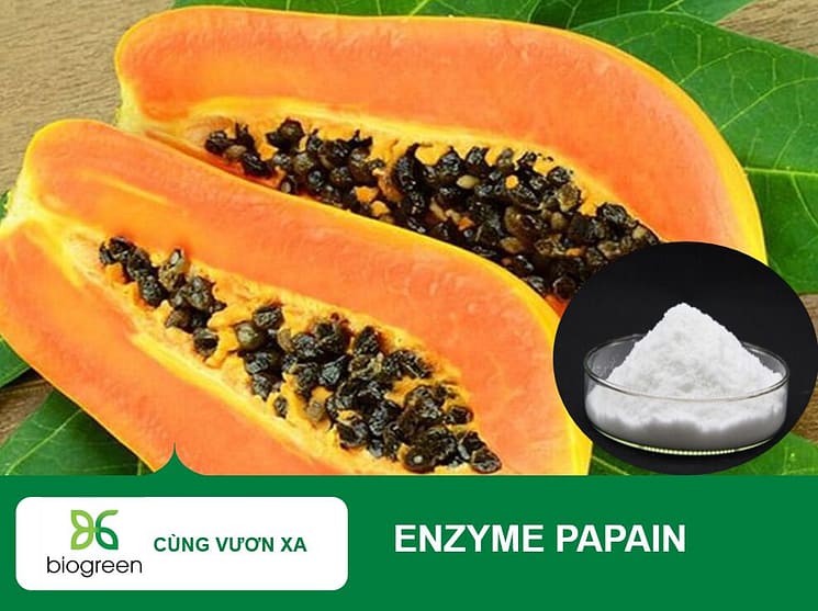 papain.jpg