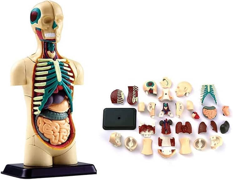 anatomy model manufacturer and supplier