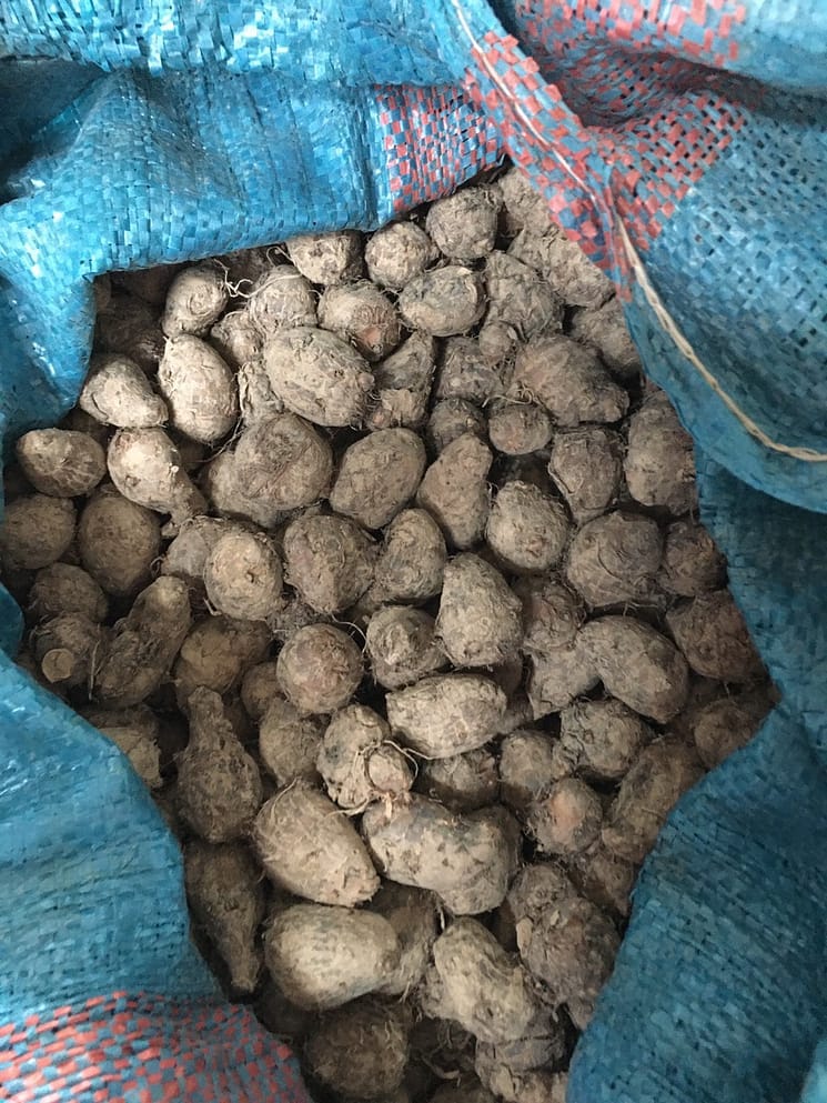 hình khoai chỉ tím