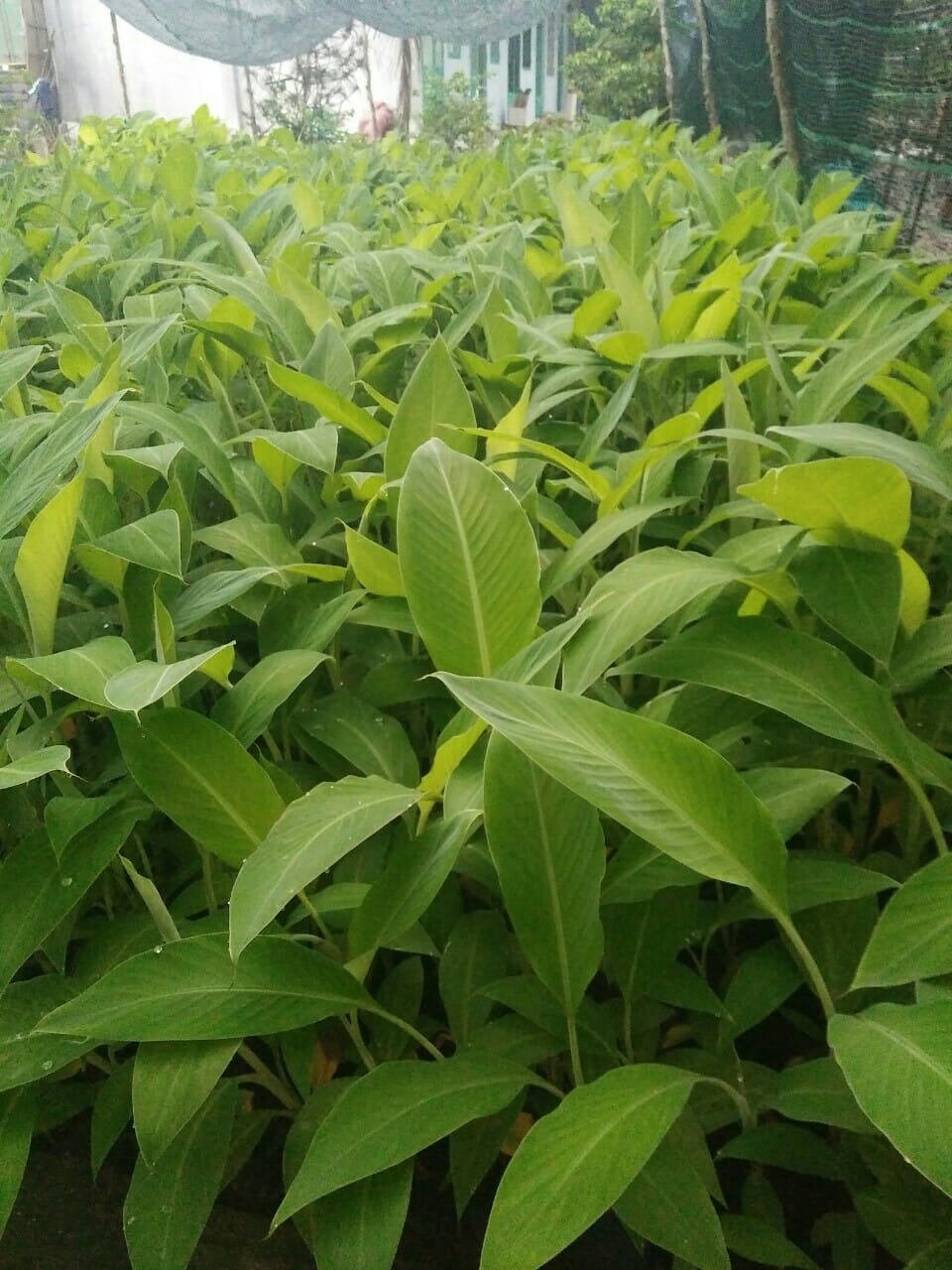 giống chuối